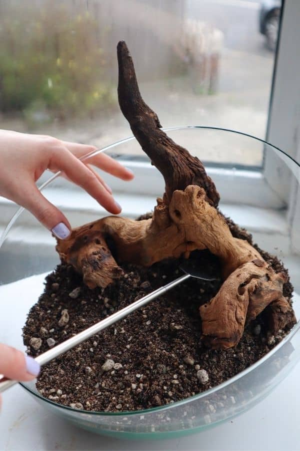 Mopani wood in a terrarium