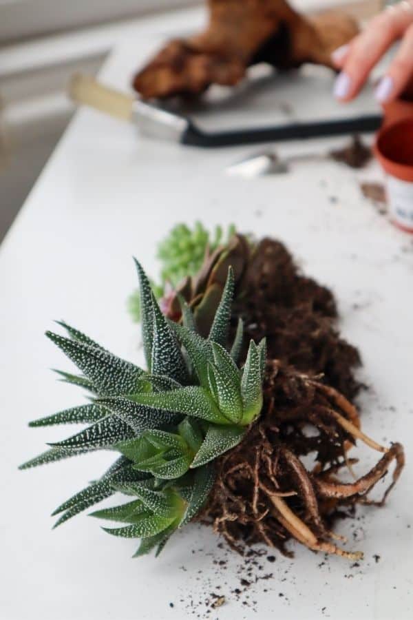 Succulents on a bench