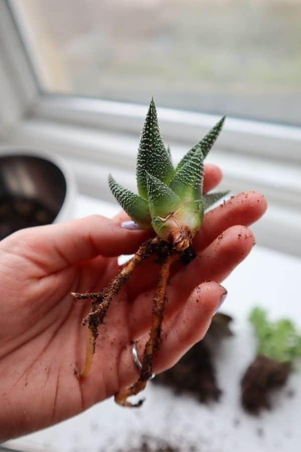 Haworthia succulent pup