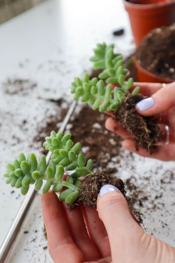 Sedum succulents