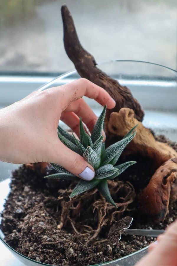 Planting a Haworthia in a terrarium