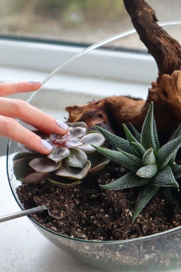 Planting an Echeveria in a terrarium