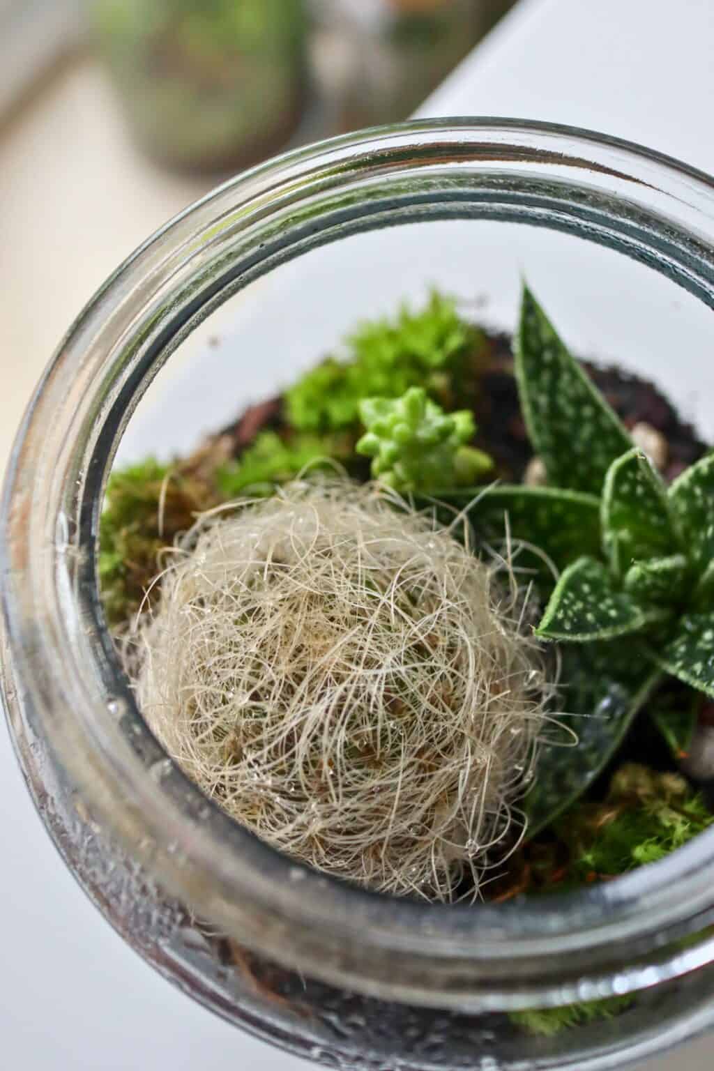 How To Make a Succulent Terrarium (Simple DIY Guide)