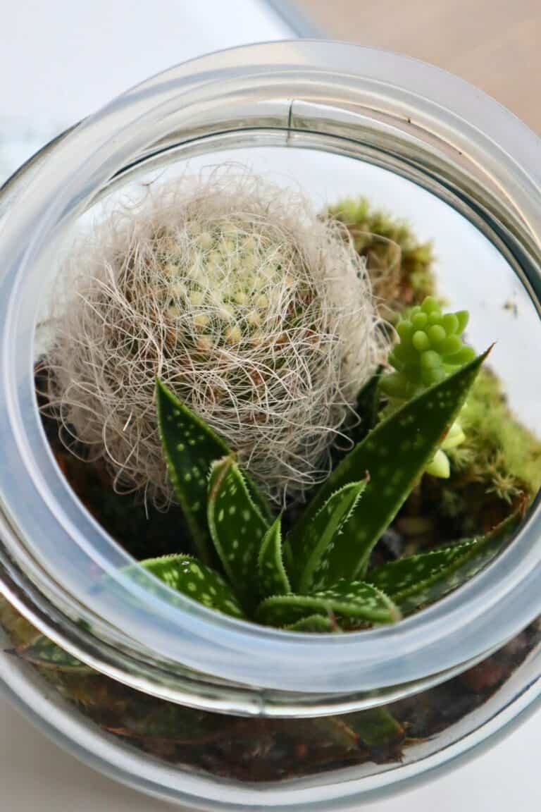 How To Make a Succulent Terrarium (Simple DIY Guide)