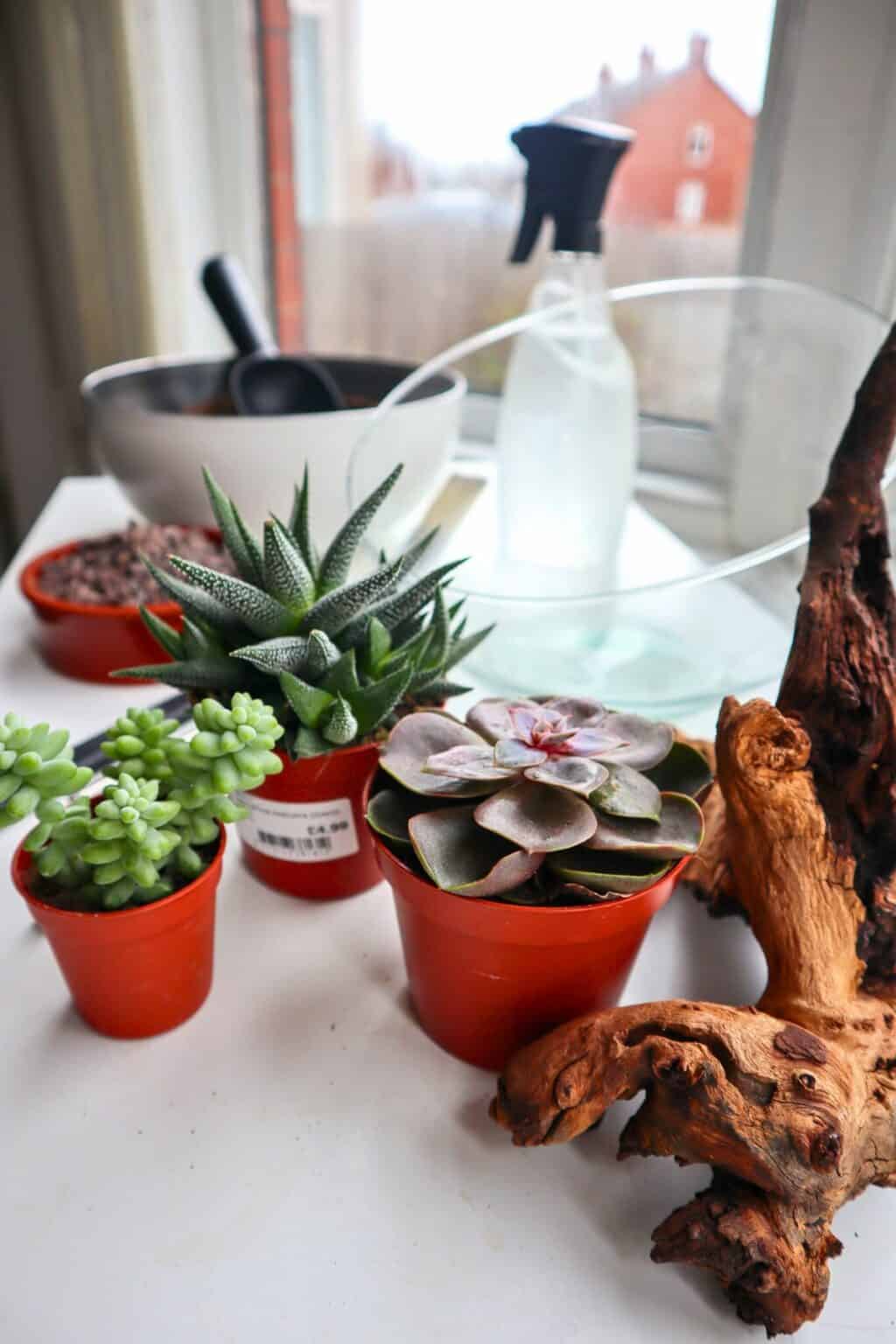 How To Make a Succulent Terrarium (Simple DIY Guide)