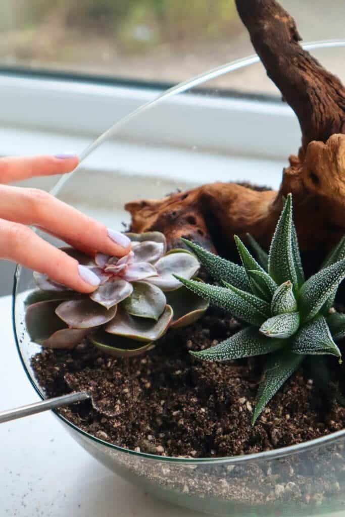 How To Make a Succulent Terrarium (Simple DIY Guide)