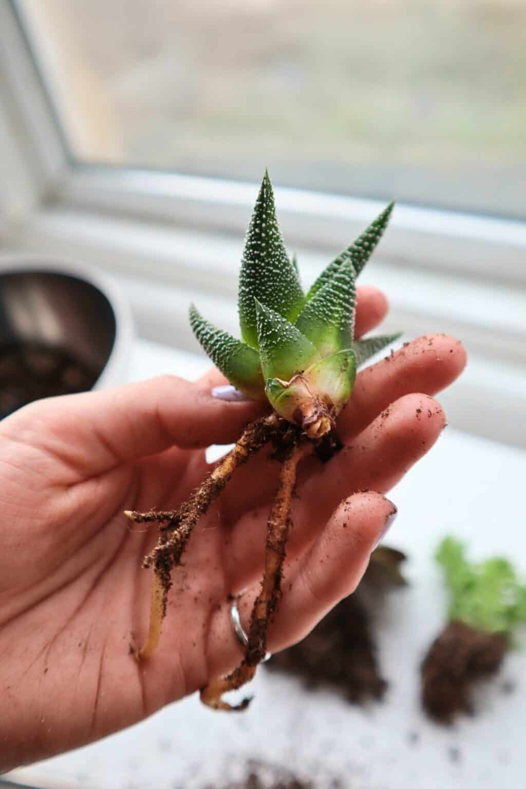 How To Make a Succulent Terrarium (Simple DIY Guide)