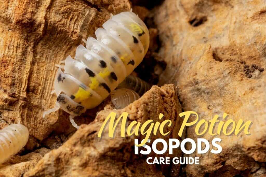 Magic potion isopod