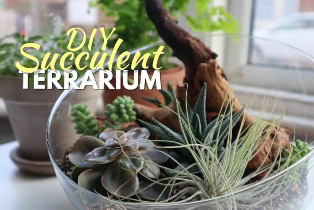 diy succulent terrarium