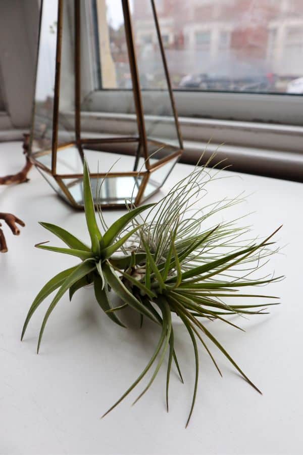 Tillandsia air plants