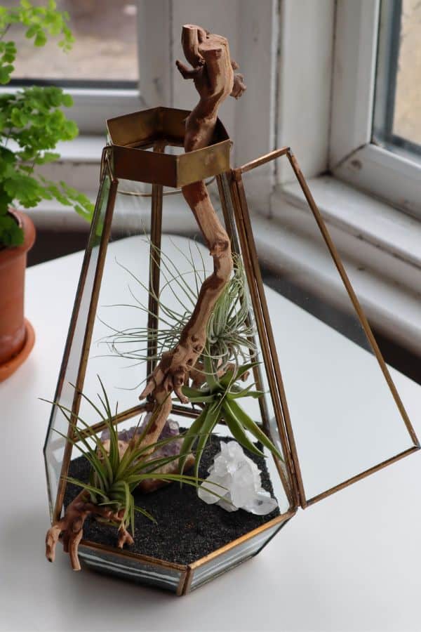 Air plant terrarium