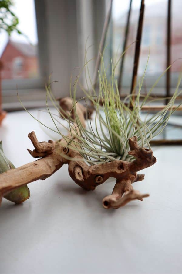 Grapewood vine and air plant