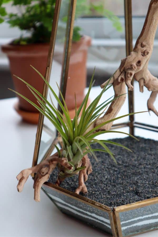 How to Make an Air Plant Terrarium An Easy Breezy Guide