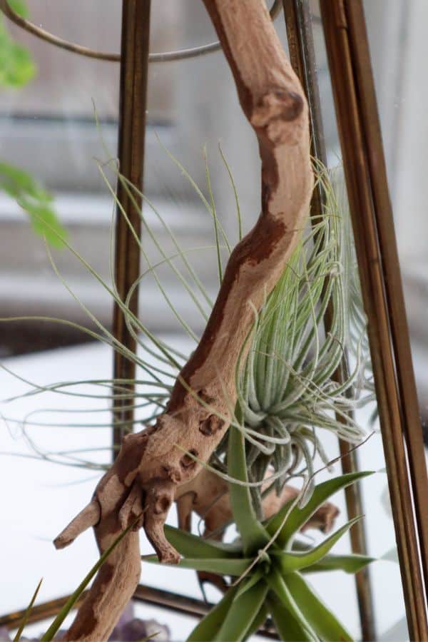 Air plant terrarium