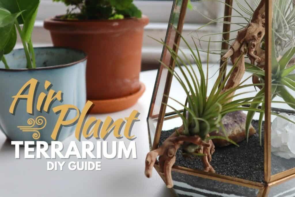 diy air plant terrarium guide: step-by-step instructions!