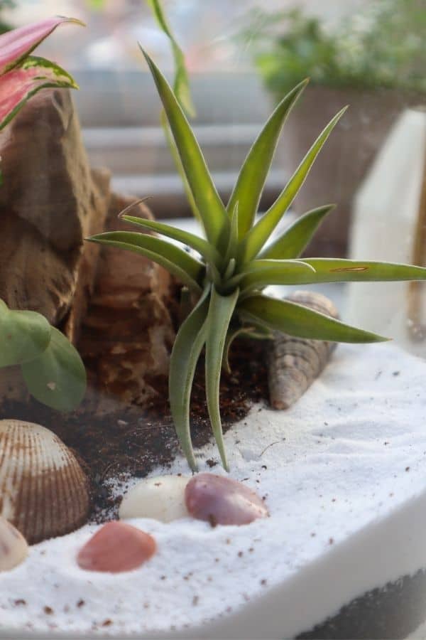 Sand Art Terrarium DIY plus How to Care for Air Plants 