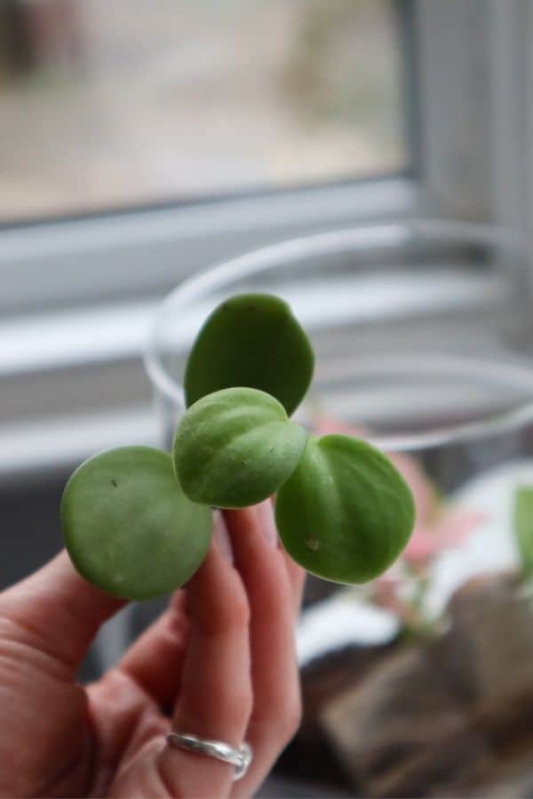 peperomia hope