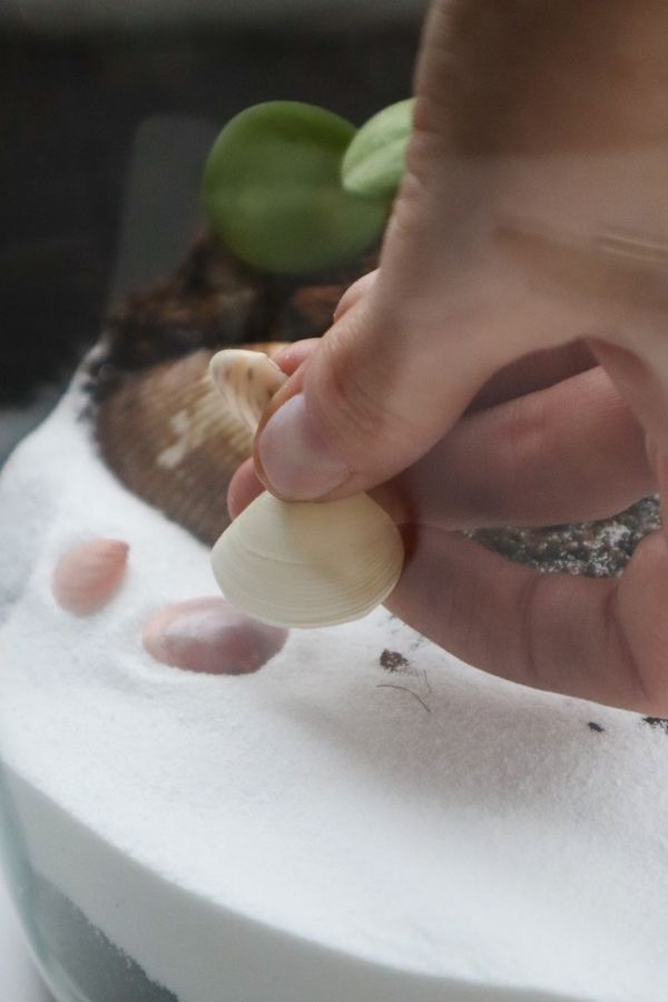 beach terrarium shells