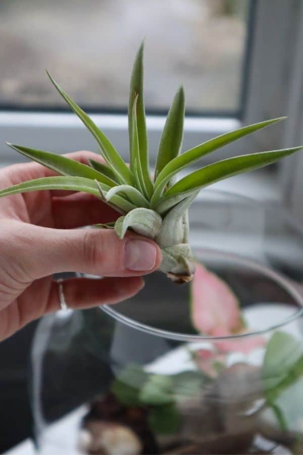 air plant