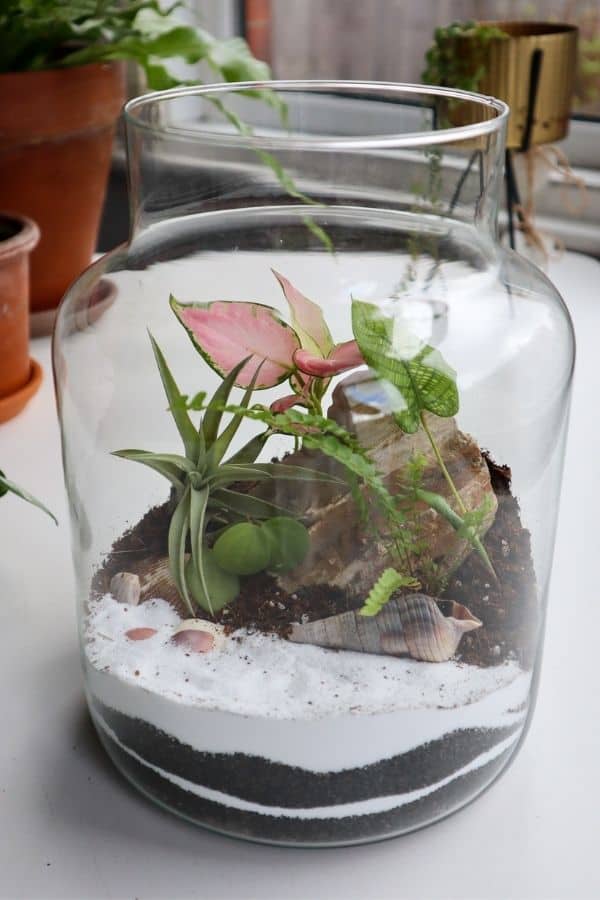 beach terrarium