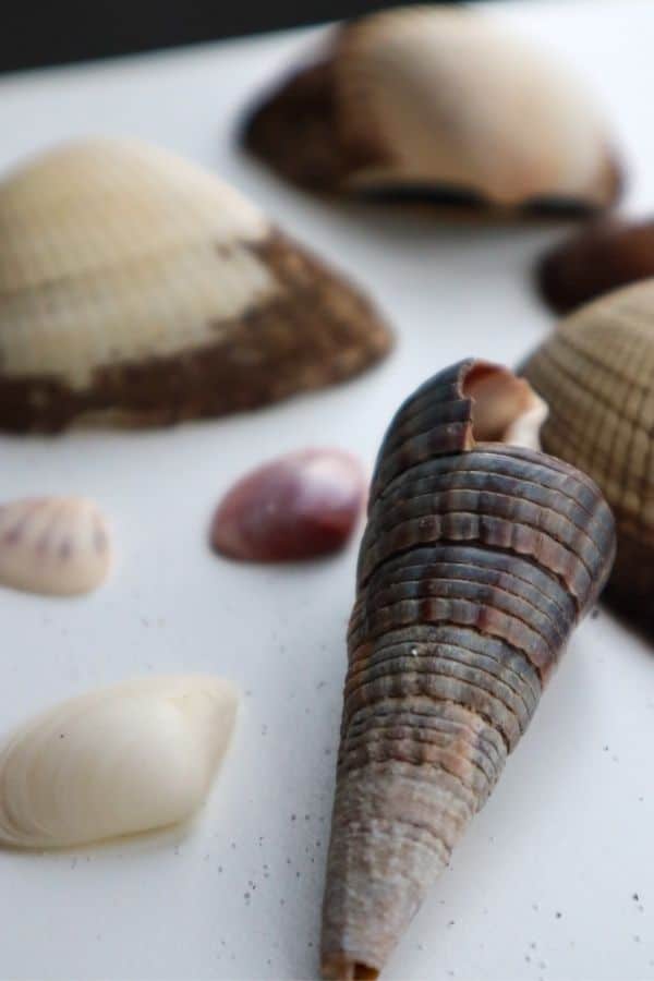 shells