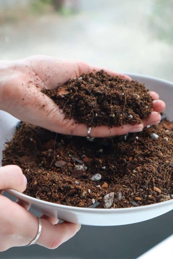 Terrarium Soil & Substrate - A Hands-on Guide (+ Best Mixes) - Terrarium  Tribe