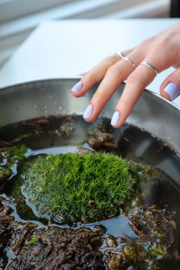 Cushion Moss soaking