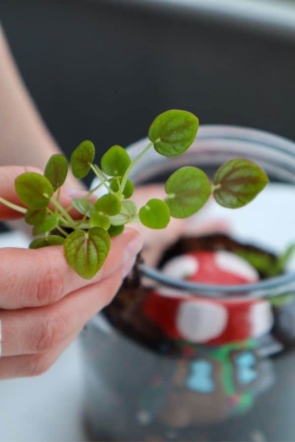 fairy garden terrarium