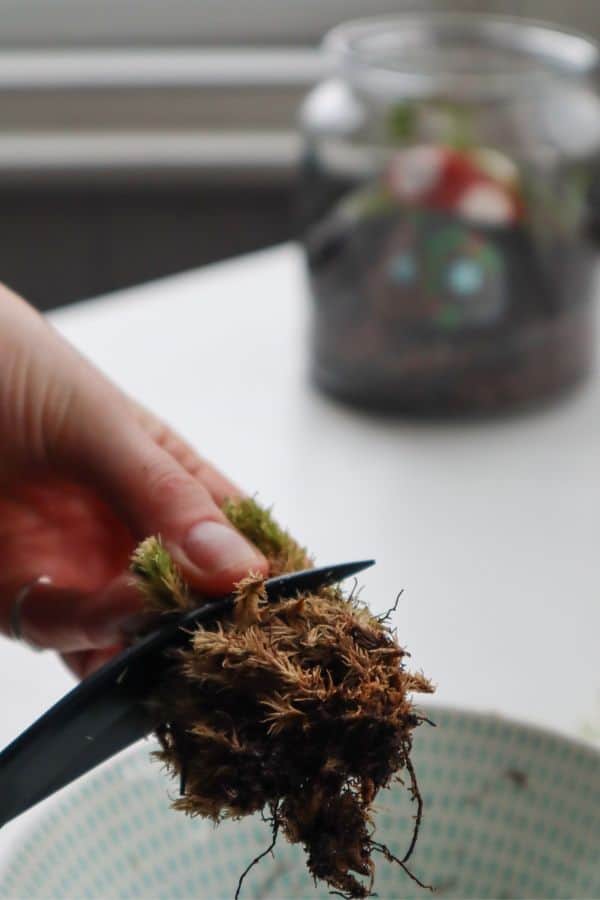 trimming moss for fairy garden terrarium