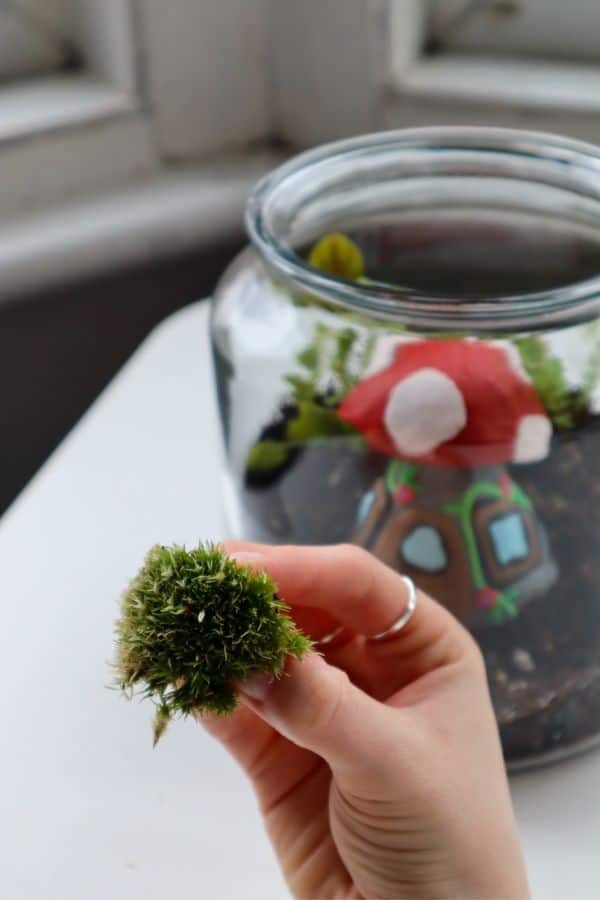 moss for fairy garden terrarium