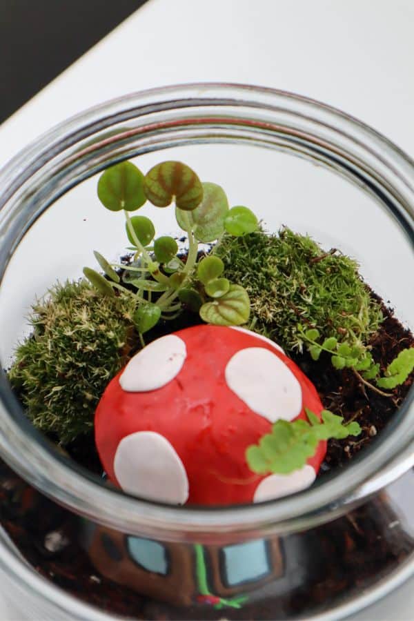 fairy garden terrarium