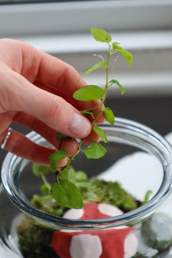 ficus pumila for fairy garden terrarium