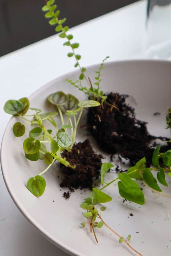 bowl of terrarium plants