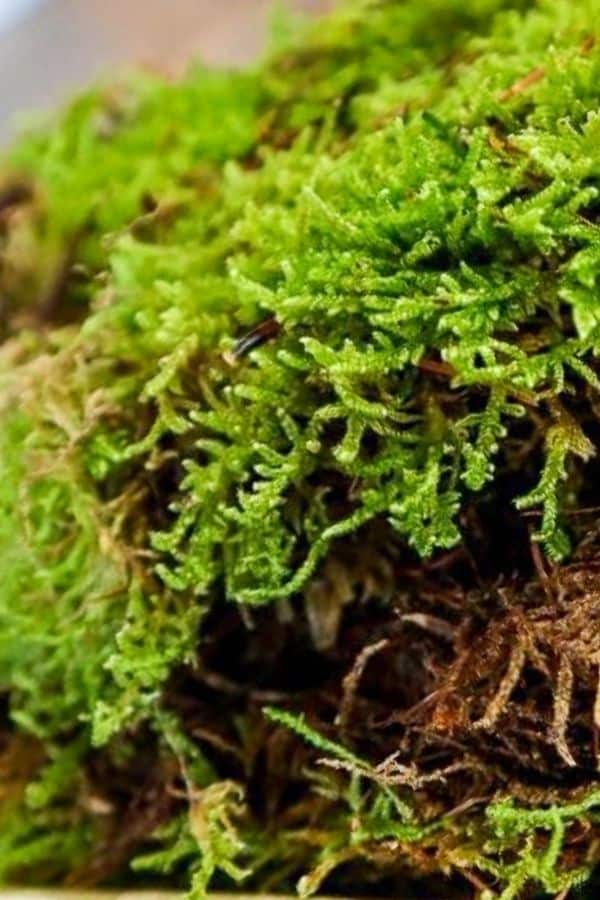 LIVE MOSS, Fairy Garden Moss, Gnome Garden Moss, Terrarium Moss, Lizard  Cage Moss, Reptile Moss, Plush Cushion Moss, Sheet Moss, Fern Moss, 