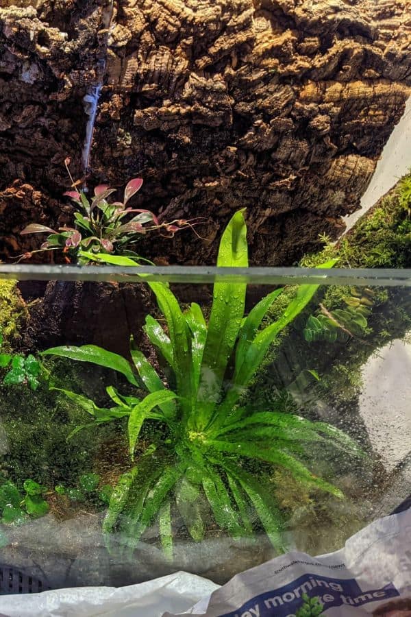 Fish Tank Terrarium – Converting A Fish Tank Into A Terrarium