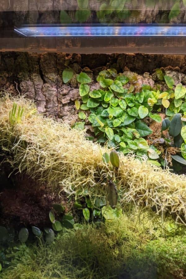 How to Make a Terrarium in a Fish Tank [Aquarium Sea-Crets]