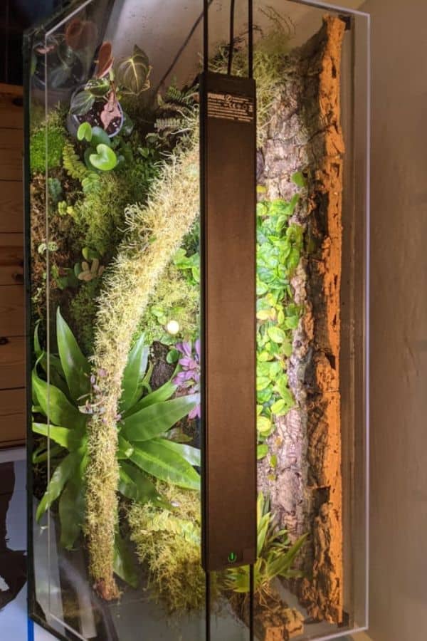 Fish Tank Terrarium – Converting A Fish Tank Into A Terrarium Garden