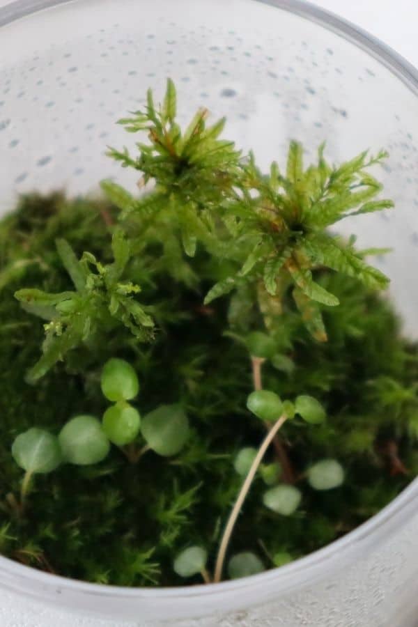 Tips For Sustainably Sourcing Local Moss for Your Terrarium - Terrarium  Creations