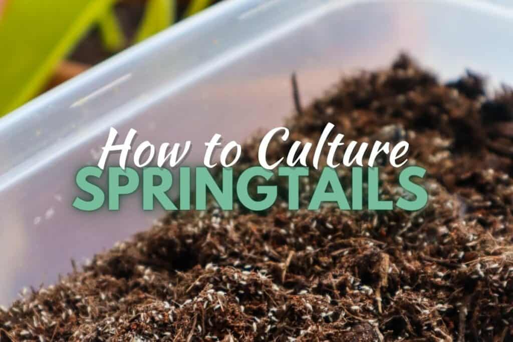 Springtails culture