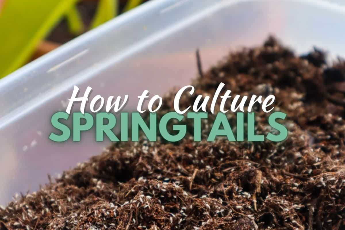 Live Springtails, Mixed Seeding Culture, by Critters Direct