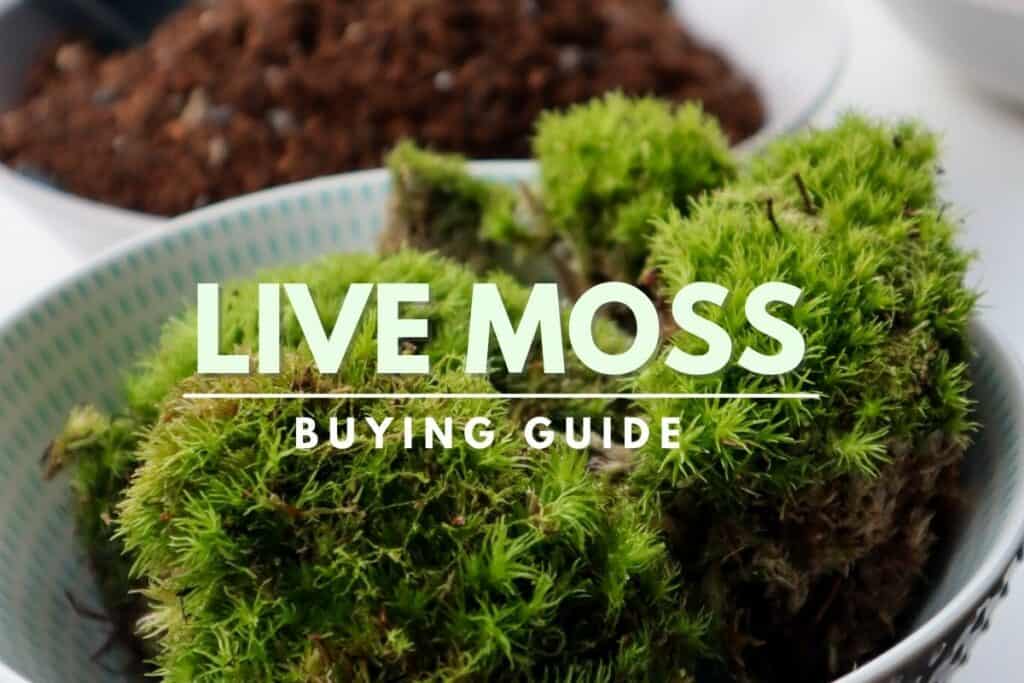 Living Moss - Sheet Moss Perfect for Terrariums and Bonsai by NeosKon |  Live Arrival is Guaranteed