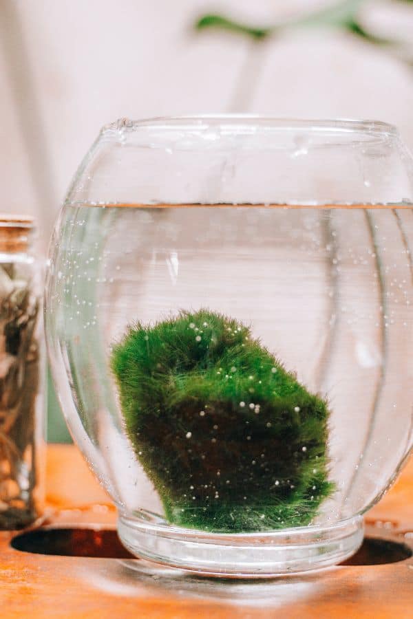 How to Keep Marimo Moss Balls in Your Aquarium 