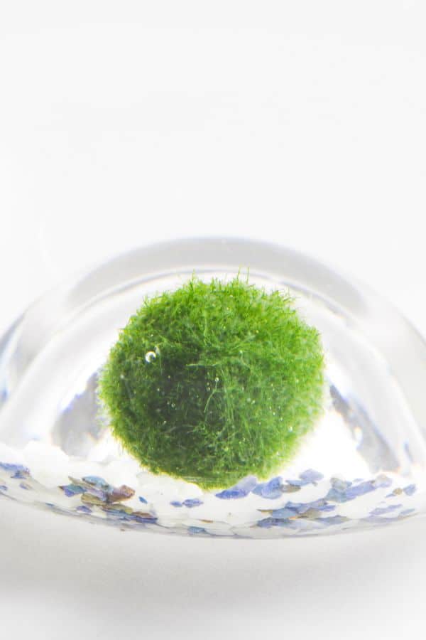 How to Make a Marimo Moss Ball Terrarium [Fun & Easy Guide]