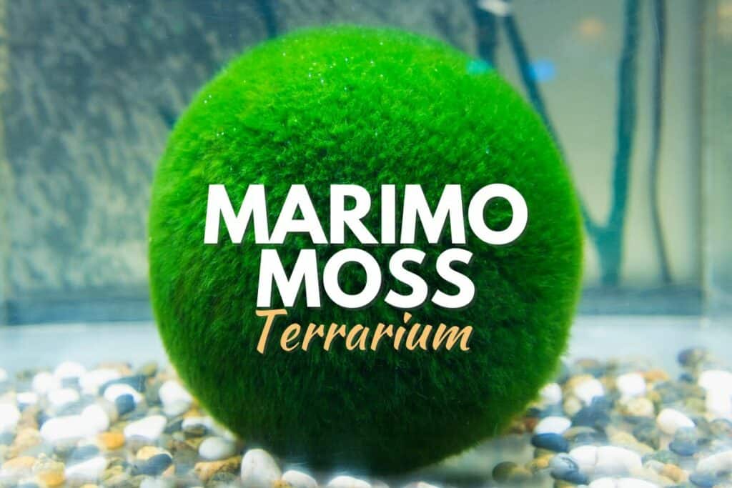 Marimo Moss Ball