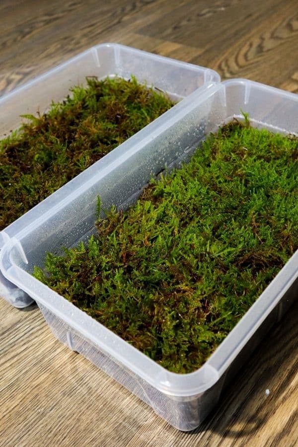 Live Fern Moss For Sale