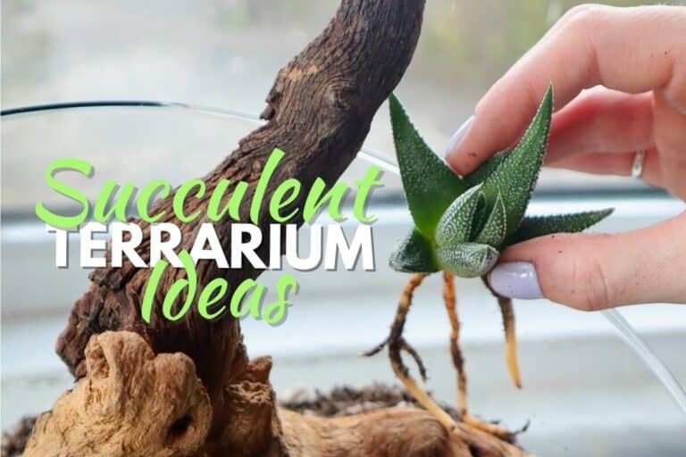 Succulent Terrarium Ideas