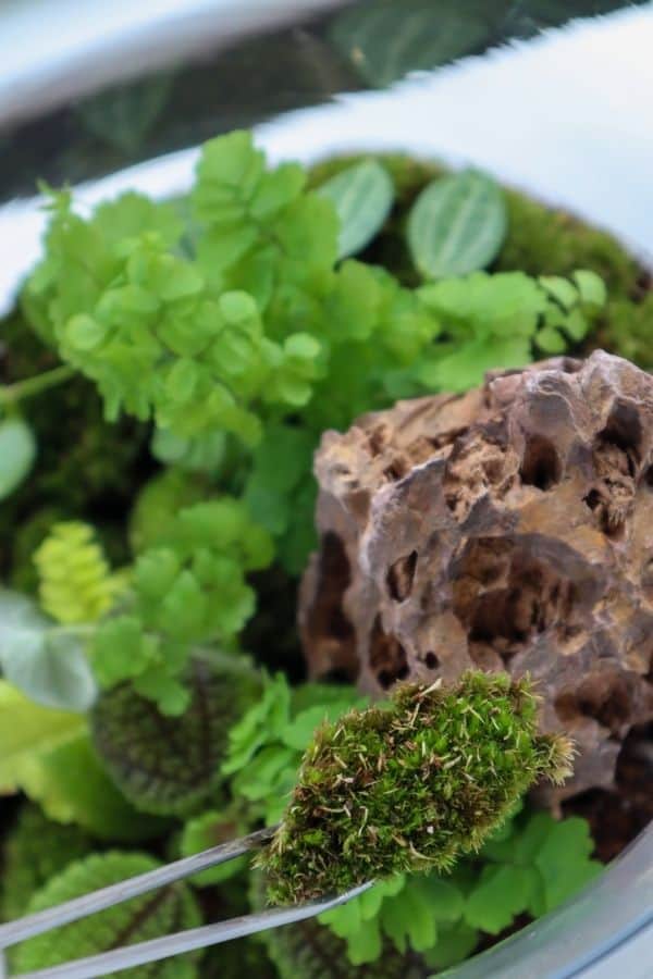 Terrarium Moss The Secret to a Vibrant Terrarium