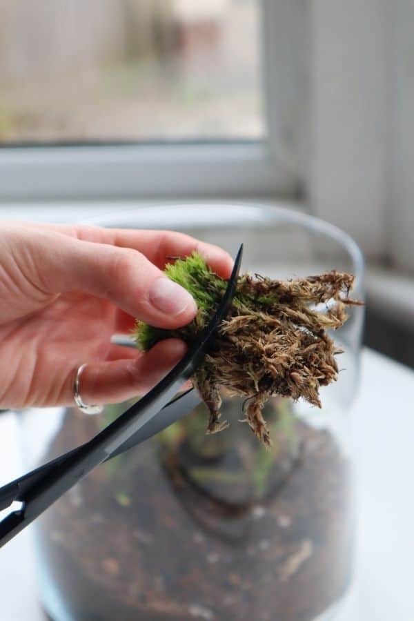 Tips For Sustainably Sourcing Local Moss for Your Terrarium