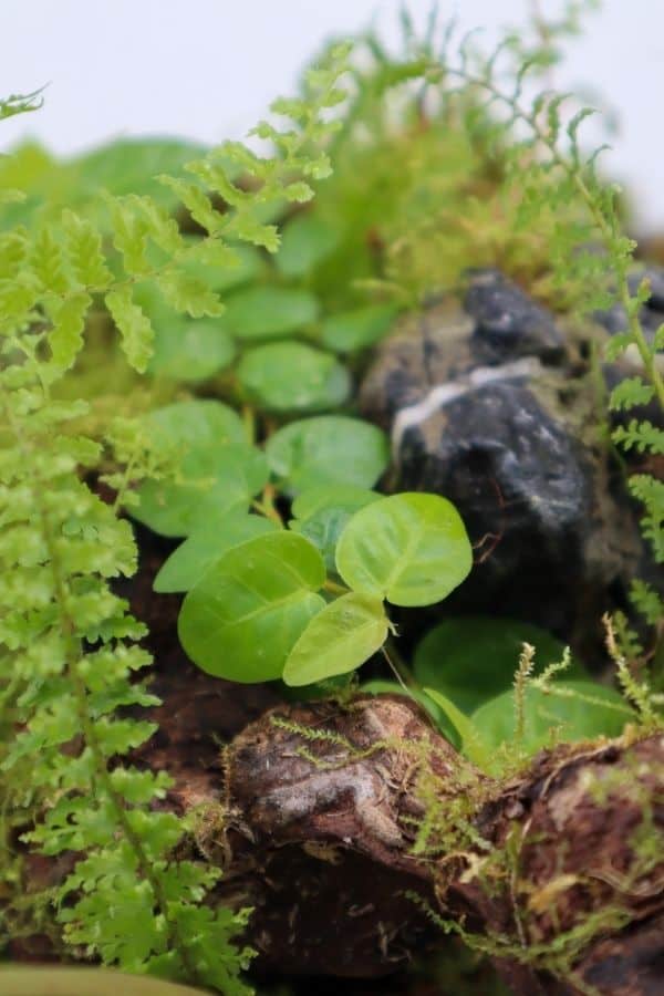 Ficus pumila in a terrarium