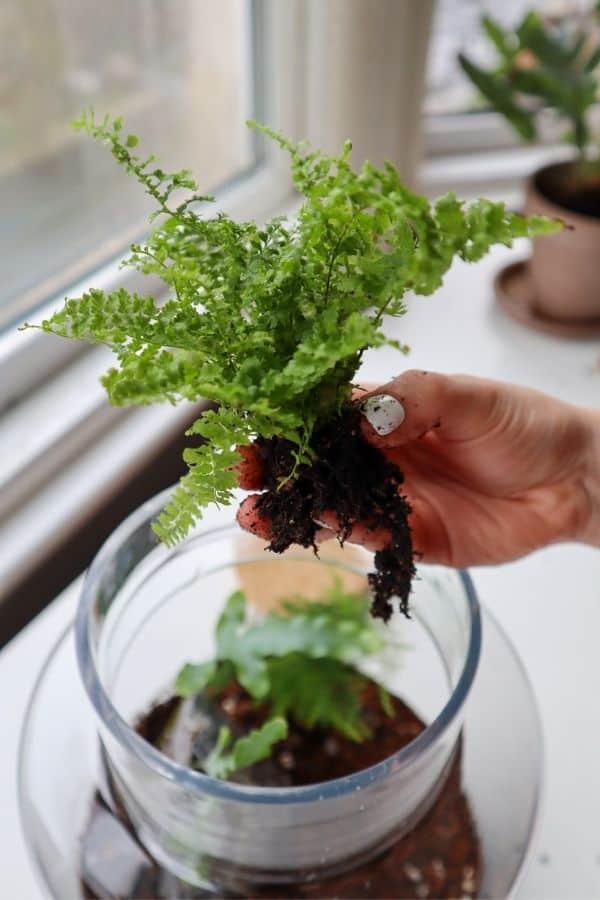 Fluffy Ruffles Fern and terrarium